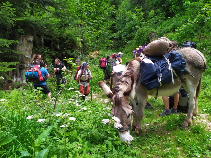 Formation SEM 73 Chartreuse